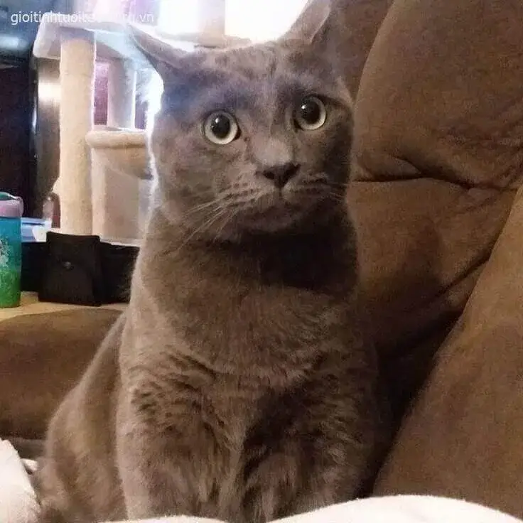 Meme mèo đen shock gương mặt hốt hoảng, ánh mắt sáng rực