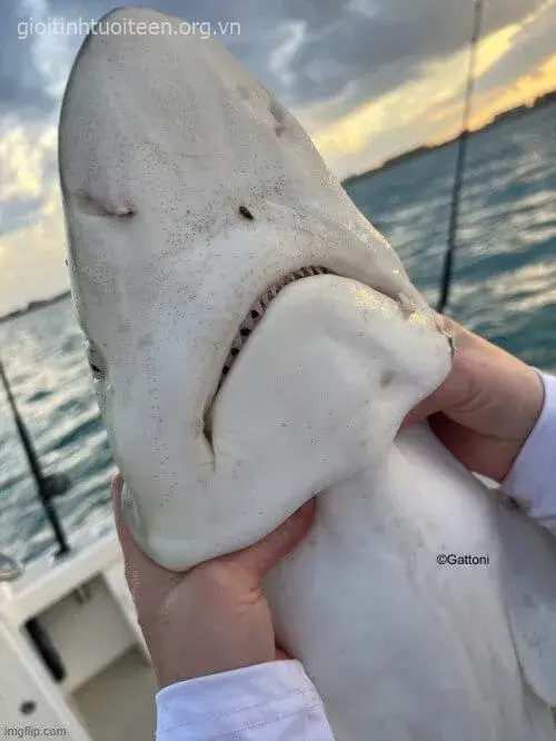 Ảnh chế bóp cổ thú vị khi muốn trêu bạn thân.