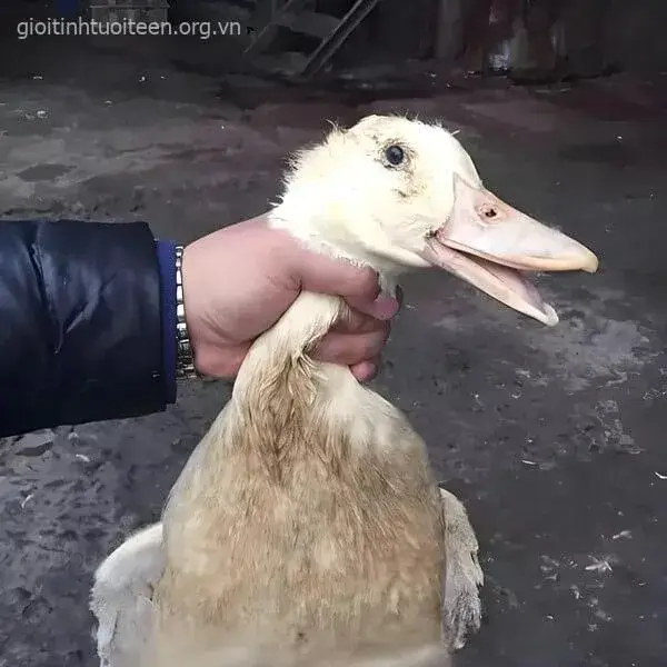 Hình ảnh bóp cổ vịt chế troll bạn bè bá đạo.