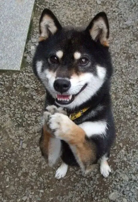 Hình ảnh Husky biết ơn, nụ cười sáng tươi.