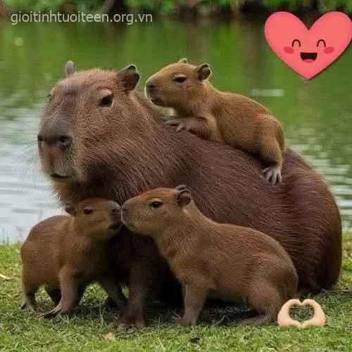 Meme capybara vô tri với nét mặt xa cách.