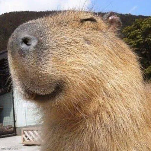 Meme capybara vô cảm, nét mặt trơ lì.