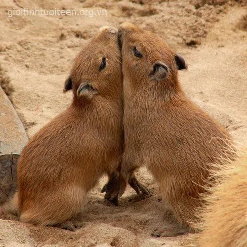 Capybara vô tri với ánh mắt trơ trơ.