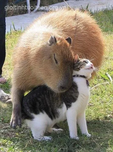 Hình capybara vô tri, biểu cảm dửng dưng.