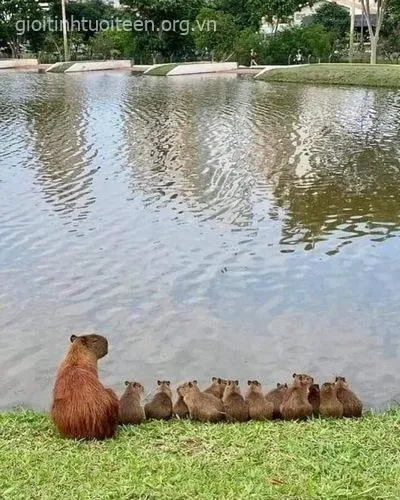 Meme capybara vô hồn, thần thái thản nhiên.