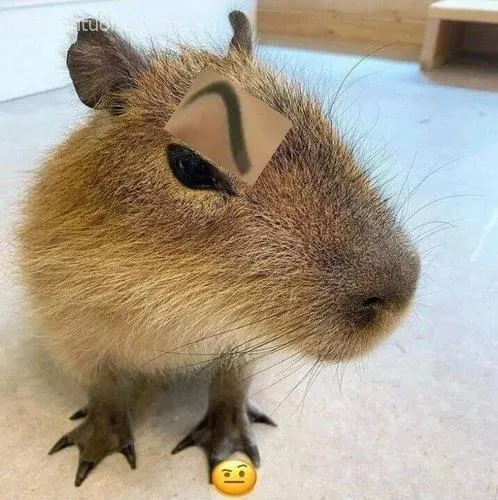Capybara vô hồn, ánh mắt xa vắng.
