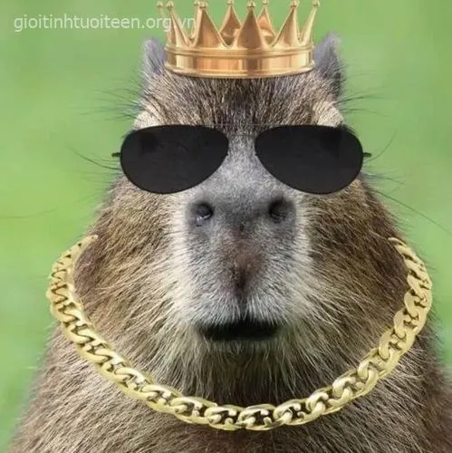 Hình ảnh capybara vô tri, biểu cảm tĩnh lặng.