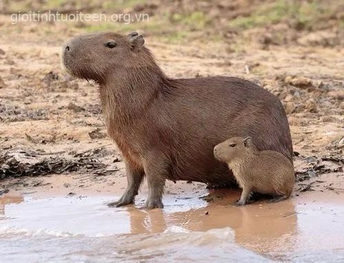 Ảnh chế capybara với gương mặt trơ lì.