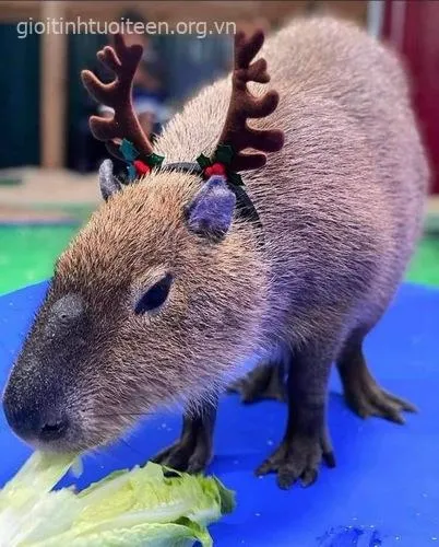 Hình ảnh capybara mang cảm giác tĩnh lặng.