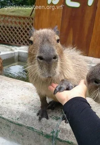Hình ảnh capybara ánh mắt trơ trơ vô hồn.