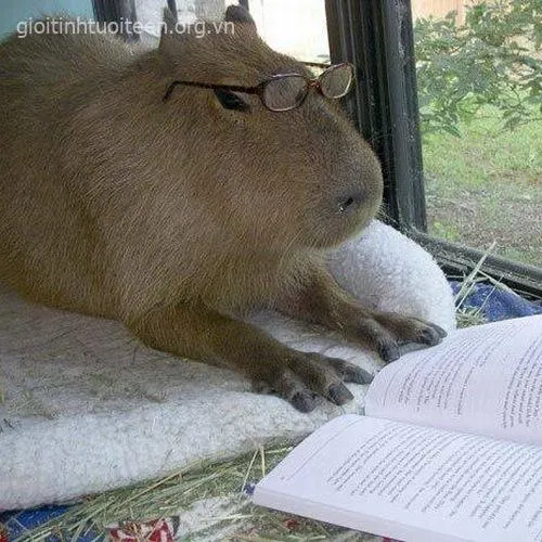 Meme capybara đứng yên, ánh mắt điềm nhiên.