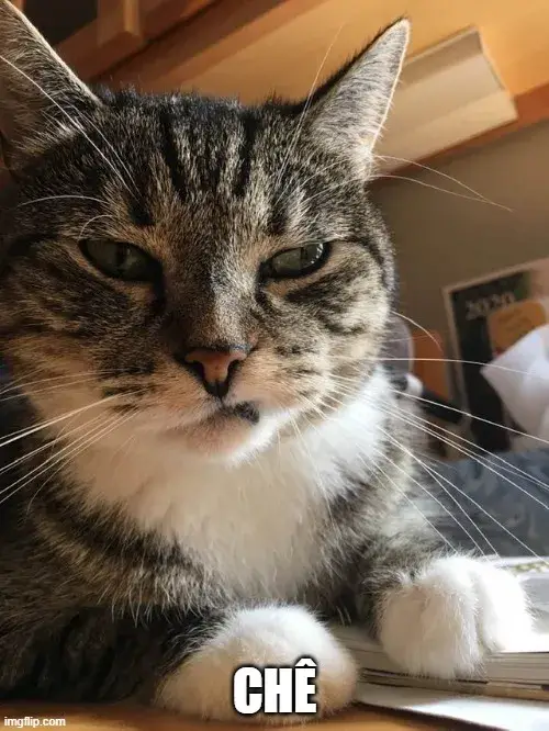 Ảnh chế mèo thái độ hời hợt pha chút lạnh lùng mỉa mai