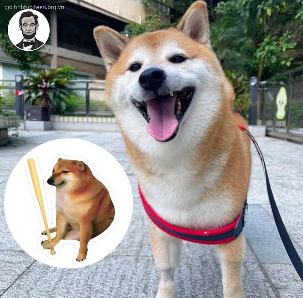 Cheems thẫn thờ nhìn xa xăm, ánh mắt đầy trống rỗng