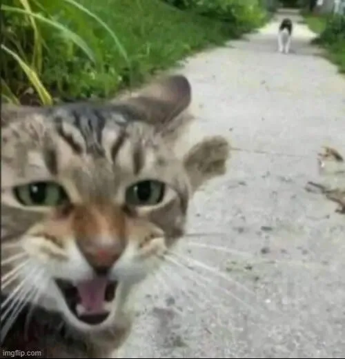 Ảnh chế mèo con chỉ trỏ phía sau buồn cười bá đạo