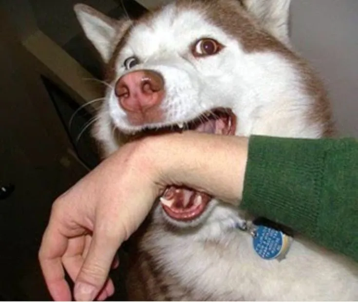 Meme chó đớp lia lịa, vừa căng thẳng vừa gây cười