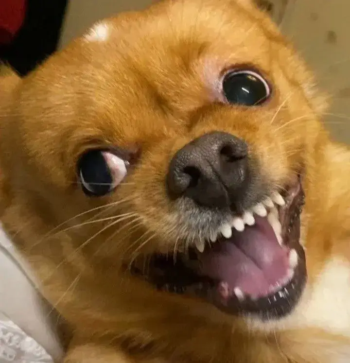 Meme chó sủa giận dữ, biểu cảm cực kịch tính khó tả