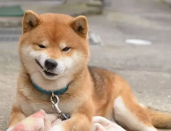Chó Shiba cười hiểm hóc, gương mặt toát ra sự nguy hiểm.