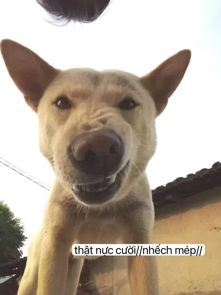 Meme chó cười đểu, khuôn mặt lạnh lùng.