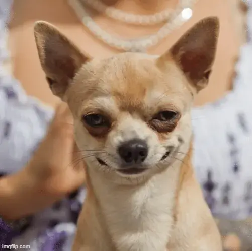 Meme chó cười nham hiểm, biểu cảm đáng sợ.