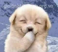 Chó cười đểu, ánh mắt láo liên đầy khinh bỉ.