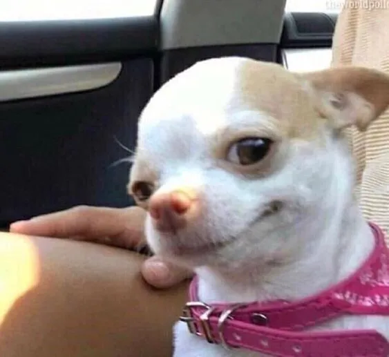 Chó cười xỏ xiên, nét mặt đầy chất troll bựa.