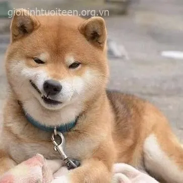 Chó cười ngạo nghễ, ánh mắt khinh khỉnh đầy kiêu.