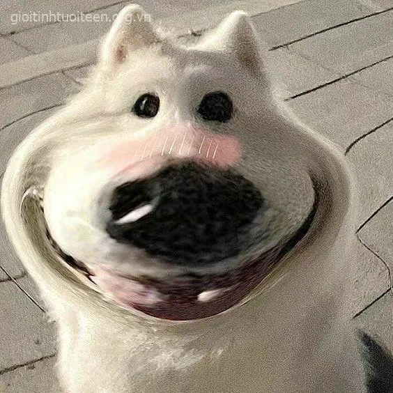 Hình chó cười đểu, ánh mắt lườm nguýt lạnh lùng.