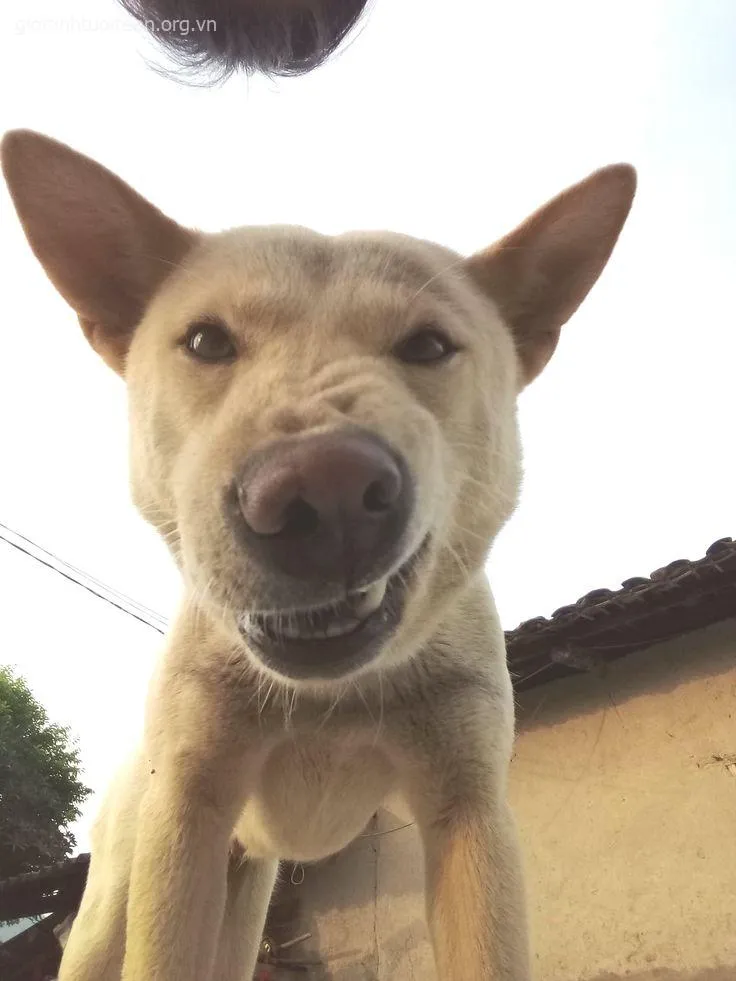 Chó cười cà khịa, khuôn mặt láu cá, tinh ranh.