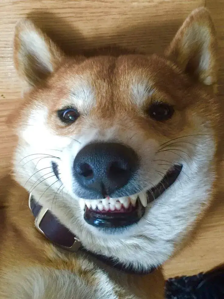 Meme chó cười toe toét, gương mặt sáng bừng.