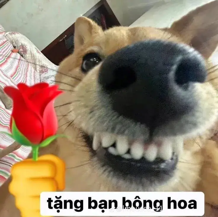 Meme chó nhe răng cười, ánh mắt dễ thương.