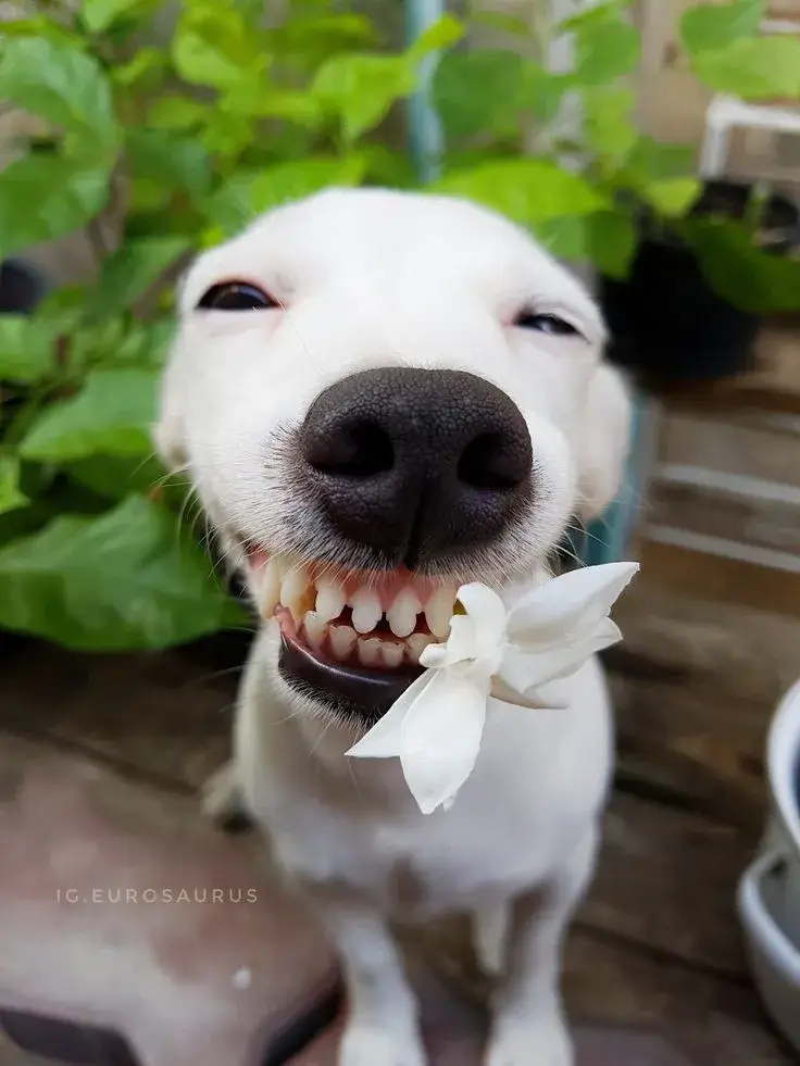 Chó cười nhe răng, gương mặt đáng yêu.
