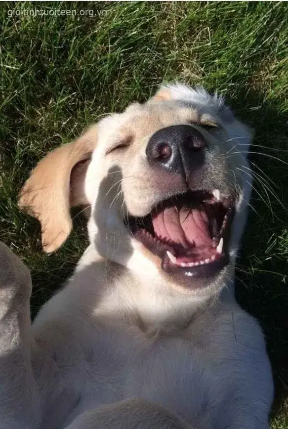 Hình chó nhe răng cười khoái chí, ánh mắt láu lỉnh.