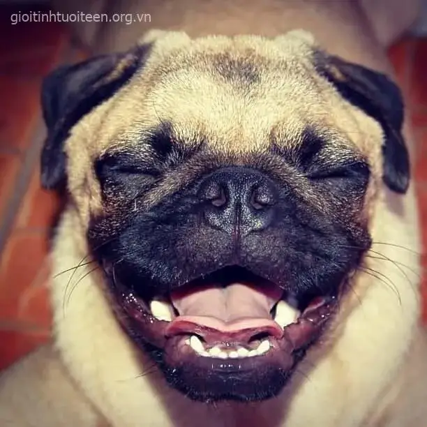 Chó nhe răng cười hân hoan, tai vểnh đáng yêu.