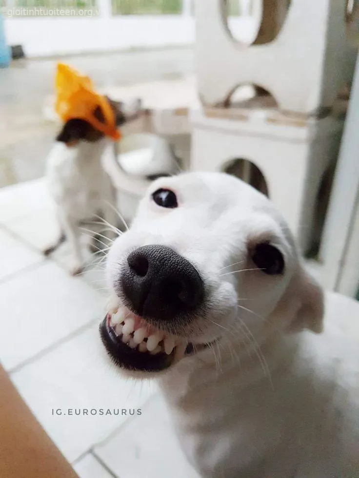 Chó nhe răng cười khoái trá, dáng vẻ ngộ nghĩnh.