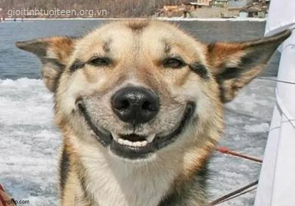 Chó nhe răng cười thỏa mãn, dáng vẻ dễ thương.