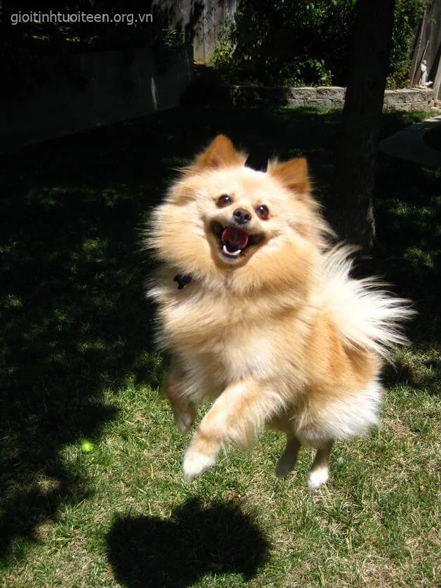 Chó cười hớn hở vui tươi lan tỏa năng lượng tích cực.