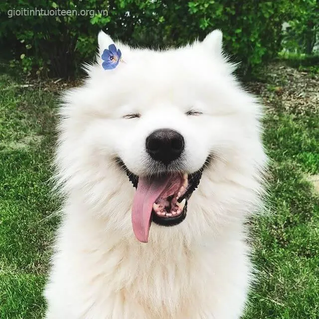 Chó cười sảng khoái toe toét nhìn vô cùng duyên dáng.