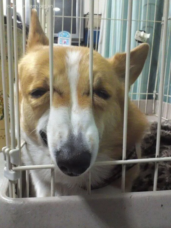 Chó cười hí hửng khiến người xem cũng thấy vui lây.