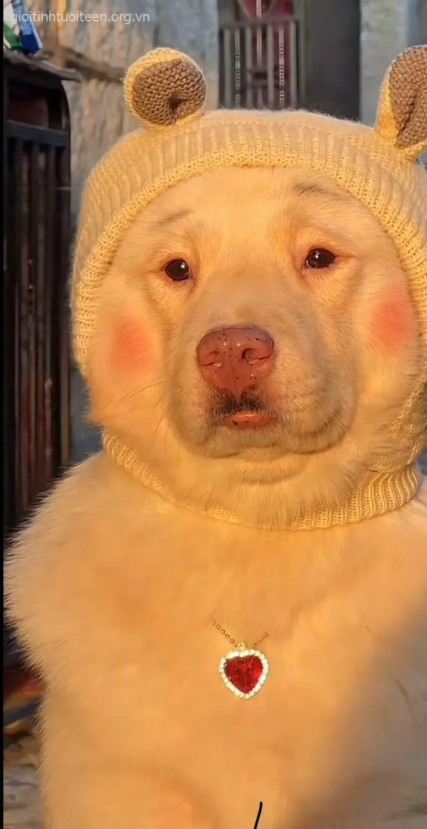 Chó cười hớn hở khoái trá nhìn như biết troll.