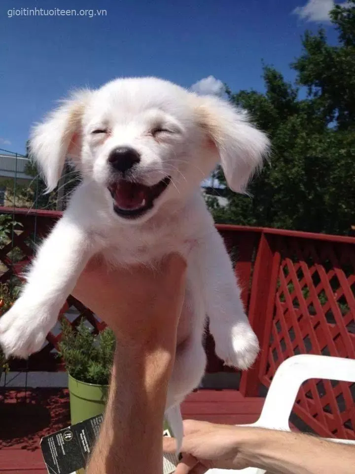 Chó cười vui nhộn khuấy động cả khung cảnh xung quanh.