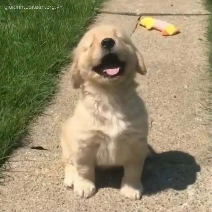 Chó cười thỏa mãn nhìn ánh mắt tràn đầy tự tin.