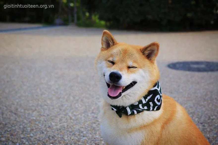 Chó cười thích thú với ánh mắt lém lỉnh vô tư.