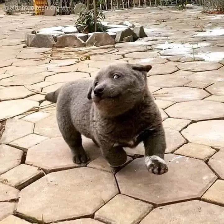 Meme chó ngộ nghĩnh, dáng điệu ngớ ngẩn làm trò vui.