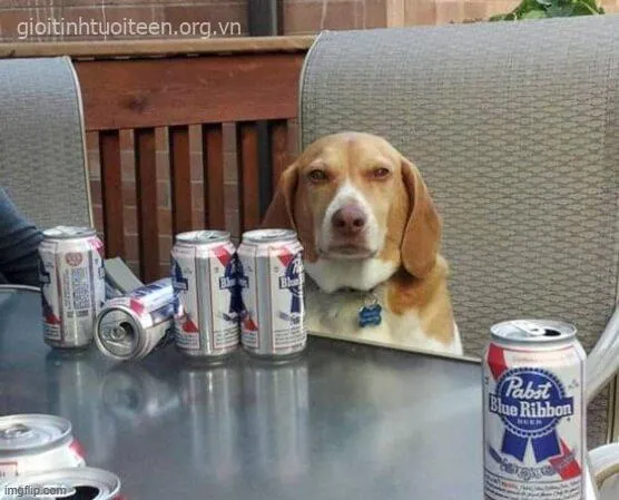 Ảnh chó lố bịch, dáng ngồi bá đạo cực duyên.