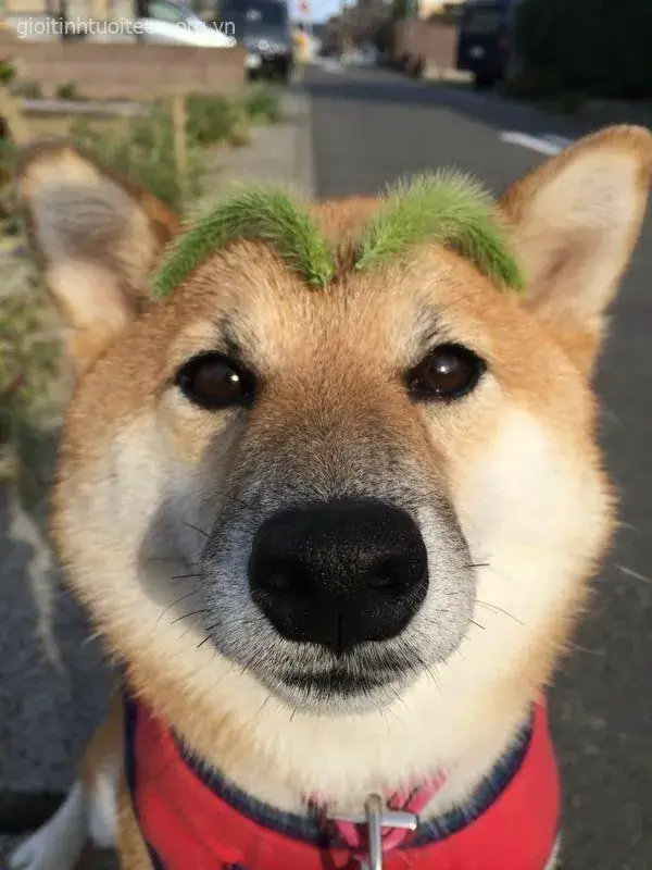 Chó tấu hài bá đạo, biểu cảm ngáo cực khó đỡ.