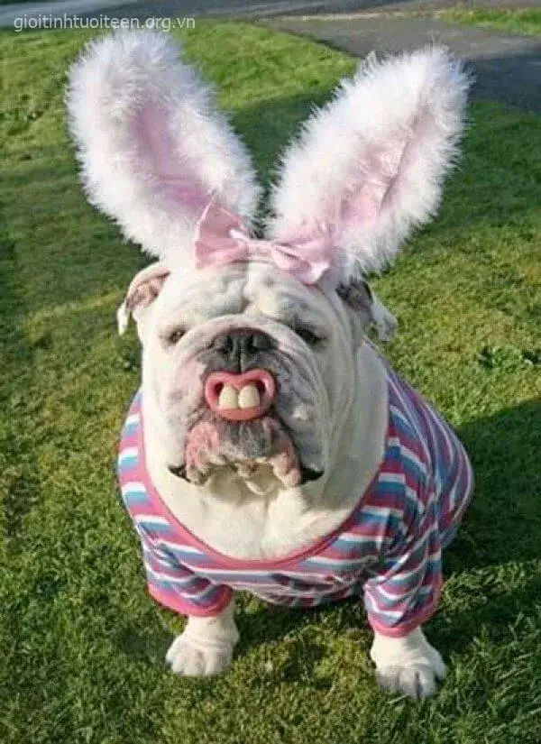 Hình chó ngộ nghĩnh, dáng ngồi lố bịch nhưng dễ thương.