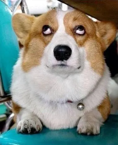 Meme bựa hài kiểu dơ vui cực mặn mòi