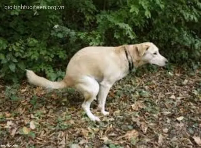 Hình chó bá đạo, ánh mắt quậy phá cực vui nhộn.