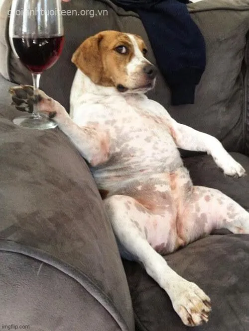 Meme chó cà khịa, khuôn mặt ngáo ngơ cực hài.