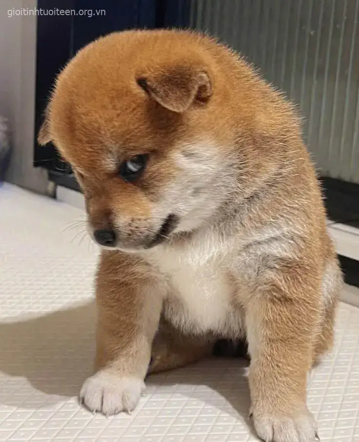 Meme chó cà khịa, nụ cười tinh nghịch bá đạo.